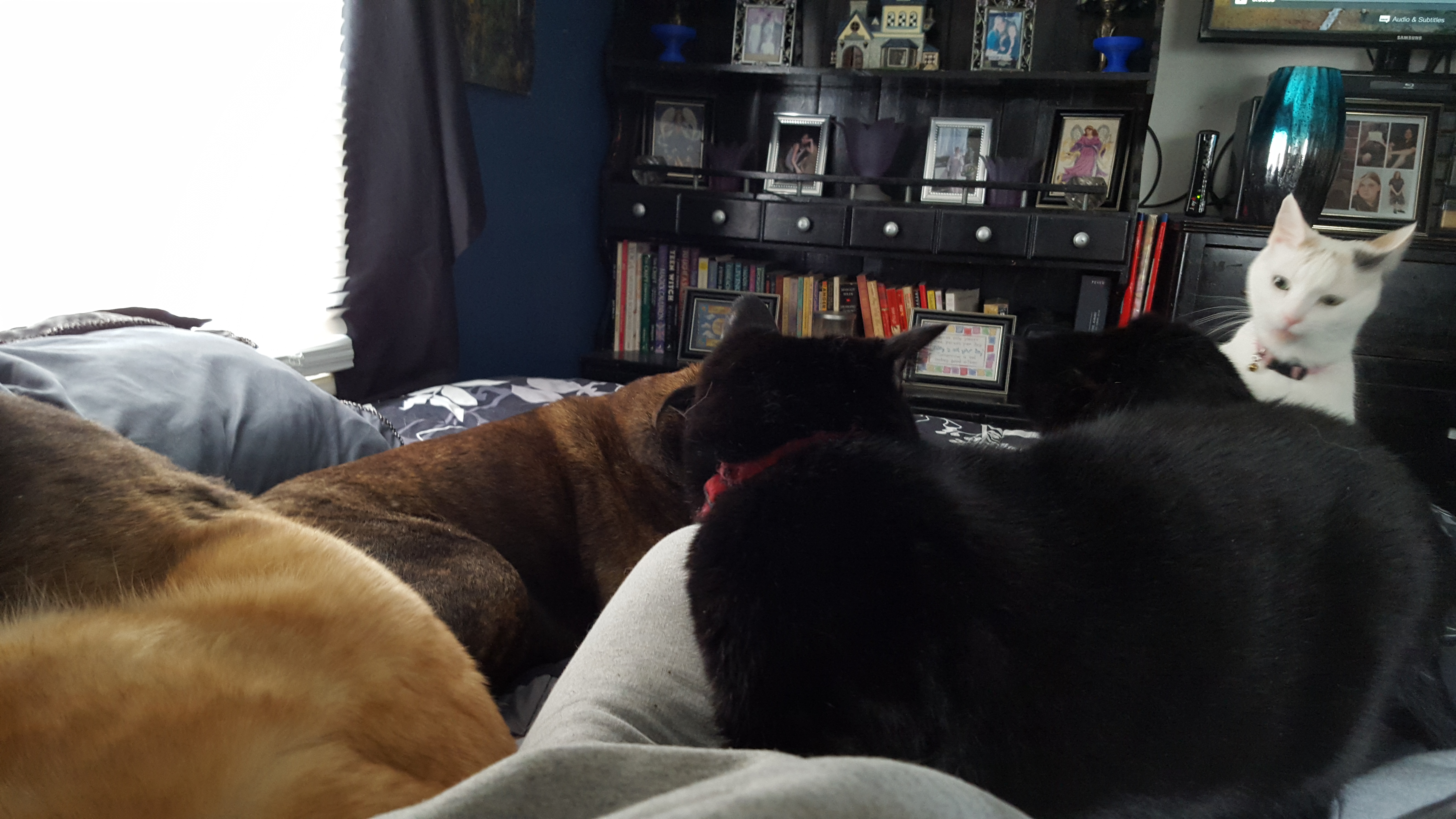 animals after surgery (2)