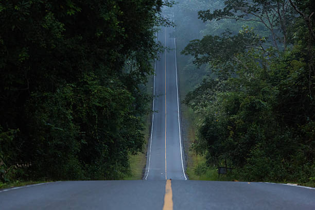 a narrow hill road inside the forest